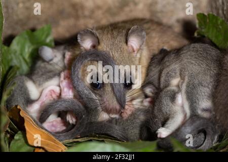 Essbare Siebenschläfer (Glis glis), Weibchen mit Jungen Stockfoto