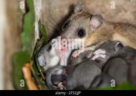 Essbare Siebenschläfer (Glis glis), Weibchen mit Jungen Stockfoto