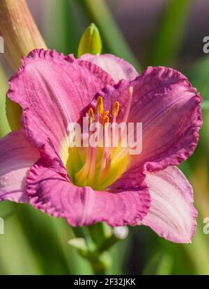 Taglie, Hemerocallis 'drei Wünsche', im Mercer Arboretum und Botanischen Garten in Spring, Texas. Stockfoto