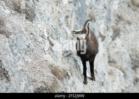 Gämse, Gämsenziege im felsigen Gelände, Tirol, Österreich Stockfoto