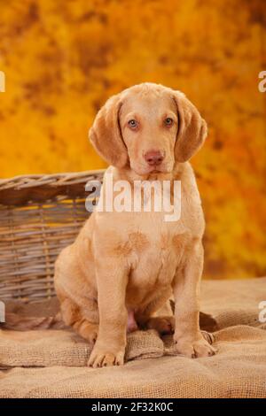 Chesapeake Bay Retriever, Welpe, 10 Wochen, sitzend Stockfoto