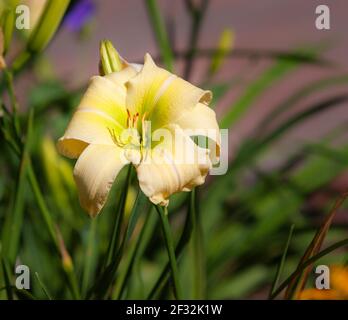 Taglie, Hemerocallis 'My Peggy', im Mercer Arboretum und im Botanischen Garten in Spring, Texas. Stockfoto