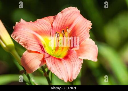 Taglilie, Hemerocallis 'Little IDY', im Mercer Arboretum und im Botanischen Garten in Spring, Texas. Stockfoto