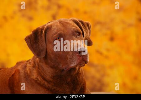 Chesapeake Bay Retriever, männlich, 6 Jahre, Porträt Stockfoto