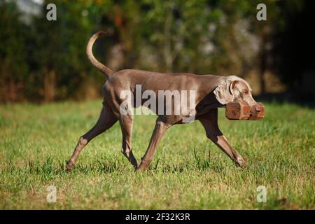 Weimaraner mit einem Hundespielzeug im Mund, läuft in Wiese Stockfoto