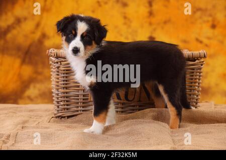 Australian Shepherd, Welpe, 8 Wochen, schwarz-Tri Stockfoto