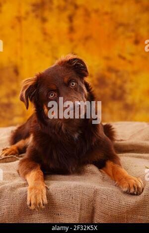 Australian Shepherd, männlich, rot, sieht treu, lügen Stockfoto