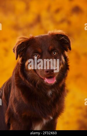 Australian Shepherd, männlich, rot, Portrait Stockfoto