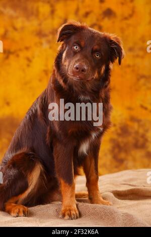 Australian Shepherd, männlich, rot, sieht treu, sitzend Stockfoto