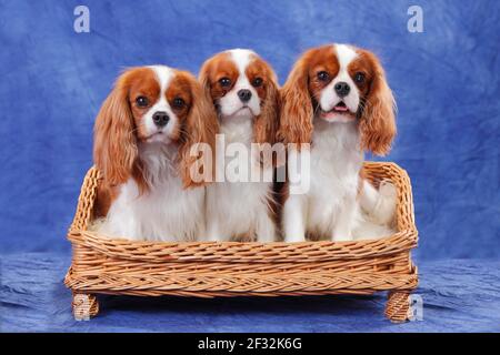 Cavalier King Charles Spaniel, drei Hunde auf Hundesofa Stockfoto