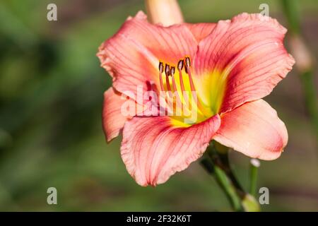 Taglilie, Hemerocallis 'Little IDY', im Mercer Arboretum und im Botanischen Garten in Spring, Texas. Stockfoto