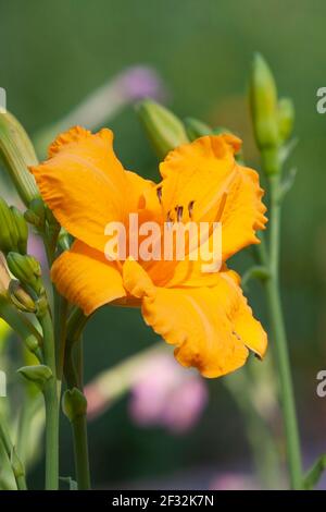 Taglilie im Mercer Arboretum und Botanischen Garten in Spring, Texas. Stockfoto