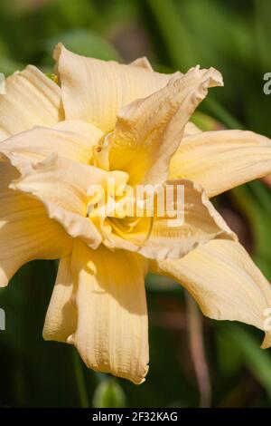 Taglilie, Hemerocallis 'Double Sprite', im Mercer Arboretum und im Botanischen Garten in Spring, Texas. Stockfoto