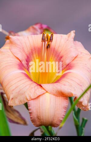 Taglilie, Hemerocallis 'Highland Mystic', im Mercer Arboretum und im Botanischen Garten in Spring, Texas. Stockfoto