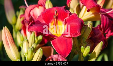 Taglilie im Mercer Arboretum und Botanischen Garten in Spring, Texas. Stockfoto