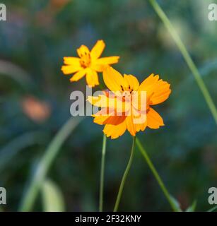 Kosmos im Mercer Arboretum und Botanischer Garten in Spring, Texas. Stockfoto