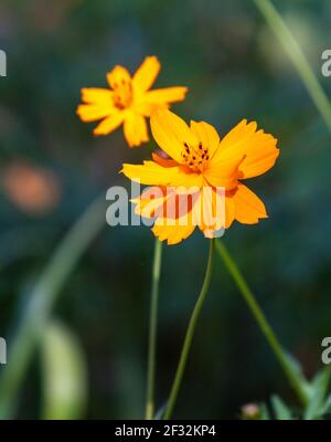 Kosmos im Mercer Arboretum und Botanischer Garten in Spring, Texas. Stockfoto