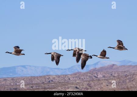 Kanadagänse, Branta canadensis, im Flug am Bosque del Apache National Wildlife Refuge in New Mexico. Stockfoto