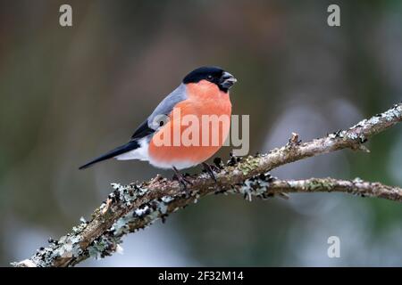 Eurasischer Gimpel (Pyrrhula pyrrhula), Männchen, mit Sonnenblumenkerne im Schnabel, Vulkaneifel, Rheinland-Pfalz, Deutschland Stockfoto