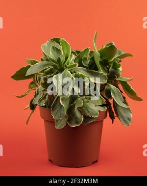 Kalanchoe fedtschenkoi im Blumentopf mit rotem Hintergrund Stockfoto