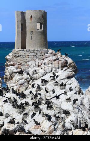 Kap Cormorant (Phalacrocorax capensis), Zuchtkolonie, Pinguin-Naturschutzgebiet, Stony Point, Western Cape, Südafrika Stockfoto