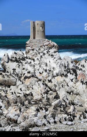 Kap Cormorant (Phalacrocorax capensis), Zuchtkolonie, Pinguin-Naturschutzgebiet, Stony Point, Western Cape, Südafrika Stockfoto