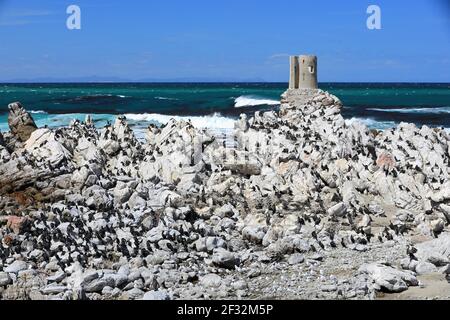 Kap Cormorant (Phalacrocorax capensis), Zuchtkolonie, Pinguin-Naturschutzgebiet, Stony Point, Western Cape, Südafrika Stockfoto