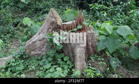 Wurzelstumpf eines großen gefällten Baumes im Wald Mit kleinen Pflanzen, die in ihrer Nähe wachsen Stockfoto