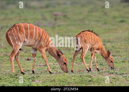 Flachland-Nyala (Tragelaphus) mit jungen, Kariega Game Reserve, Western Cape, Südafrika Angasi Stockfoto