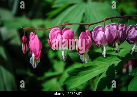 Nahaufnahme schöne Blumen (Lamprocapnos spectabilis-blutende Herz) Stockfoto