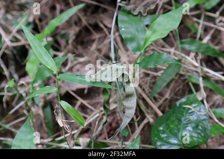 Ein kleiner weißer Schmetterling Psyche auf einem Grasblatt Stockfoto