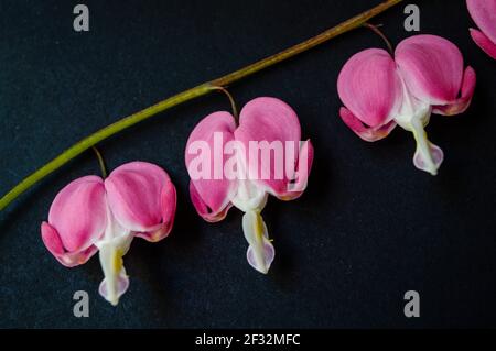 Nahaufnahme schöne Blumen (Lamprocapnos spectabilis-blutende Herz) Stockfoto