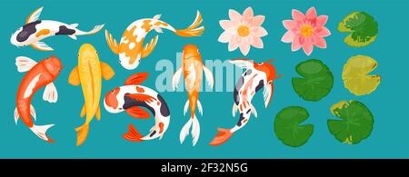 Koi Karpfen asiatische Fische, Draufsicht auf bunte Goldfische, rosa Lotusblumen und Blätter Stock Vektor