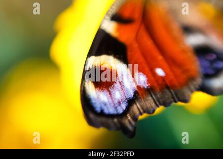 Defocus Europäischen Pfau Schmetterling Inachis io. Flügel extrem nah oben auf verschwommenem grünem und gelbem Hintergrund. Helle Schmetterlingsaugen. Hintergrundbilder Stockfoto