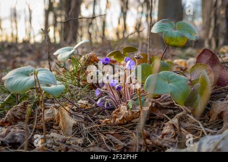 Die ersten blühenden violetten Veilchen, hepatica nobilis, unter den letztjährigen Blättern im Wald, in einer natürlichen Umgebung, im frühen Frühjahr bei Sonnenuntergang Stockfoto