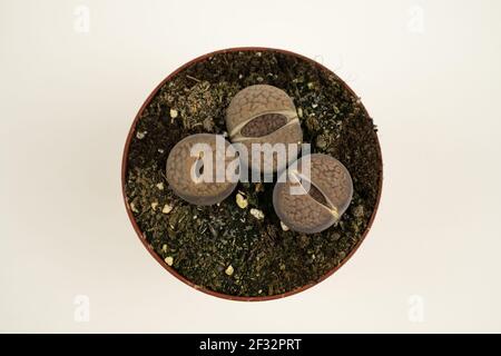 lithops pseudotruncatella im Topf mit weißem Hintergrund, Overhead-Ansicht Stockfoto