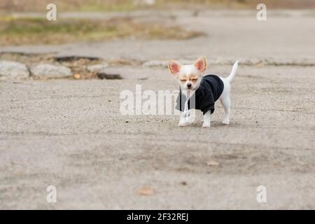 Weiße chihuahua Welpen in Kleidung. Hund im schwarzen Hoodie. Chihuahua steht auf dem Asphalt oder der Straße. Stockfoto