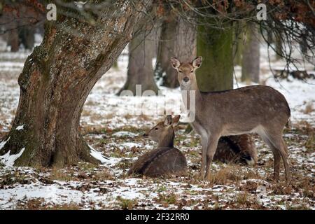 Dybowskii Hirschinnen im Winterwald Stockfoto