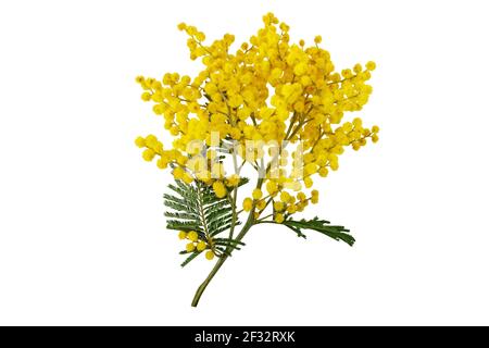 Silberner Wassilebaum Zweig isoliert auf weiß. Mimosa Frühlingsblumen. Akazie dealbata gelb flauschige Kugeln und Blätter. Stockfoto