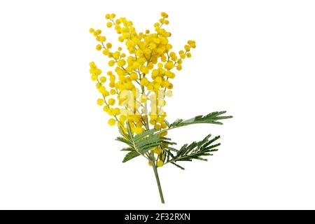 Wattle Baum Zweig isoliert auf weiß. Akazie dealbata gelb flauschige Kugeln und Blätter. Mimosa Frühlingsblumen. Stockfoto