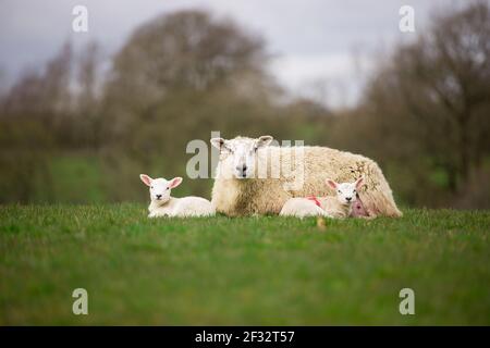 Schafe ewe Mutter und zwei Zwillingslämmer zusammen im Freien auf Grüne Wiese Weide Stockfoto