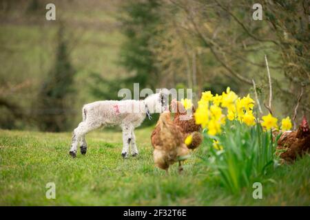Weißes Lamm auf eigene Faust in grünem Gras Feld Stockfoto