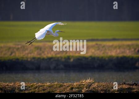 Am Morgen war der Silberreiher im Flug (Ardea alba) Stockfoto