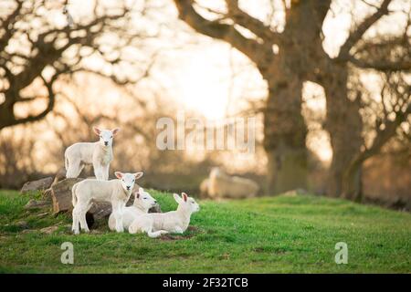 Vier weiße junge Lämmer schauen im grünen Wiesengras Auf dem Bauernhof Stockfoto