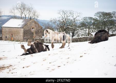 gypsy vanner Cob Pferd Pony Ponys galoppieren und spielen in Der Schnee Stockfoto