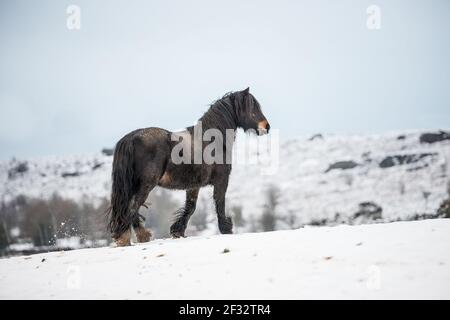 gypsy vanner Cob Pferd Pony Ponys galoppieren und spielen in Der Schnee Stockfoto