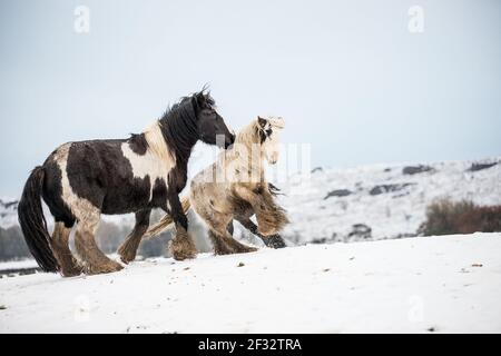 gypsy vanner Cob Pferd Pony Ponys galoppieren und spielen in Der Schnee Stockfoto