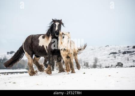 gypsy vanner Cob Pferd Pony Ponys galoppieren und spielen in Der Schnee Stockfoto