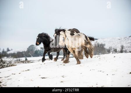 gypsy vanner Cob Pferd Pony Ponys galoppieren und spielen in Der Schnee Stockfoto