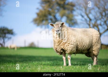 Einzelne weiße Mutterschafe Schafe in grünem Gras Feld auf britischen Bauernhof mit Blick nach vorne Stockfoto